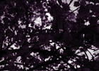 DPP 0179