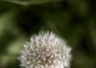 DPP 0206