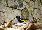 IMG 0078