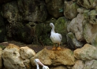 IMG 0079