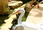 IMG 0091