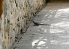 IMG 0145