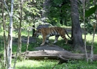 IMG 0586