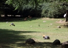 IMG 0609