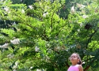 IMG 0782