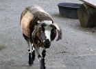 IMG 0895